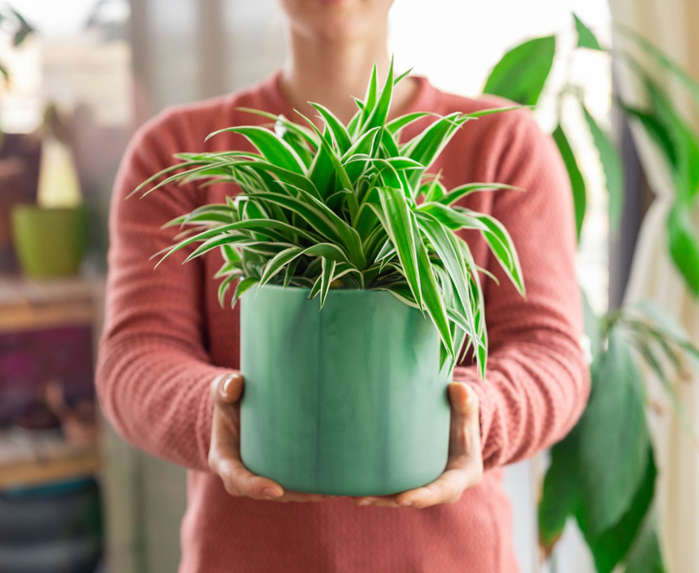 Elho – Sustainable Flowerpots